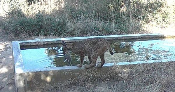 Colocan una cámara trampa y graban al lince ibérico haciendo algo que se creía exclusivo de humanos y primates