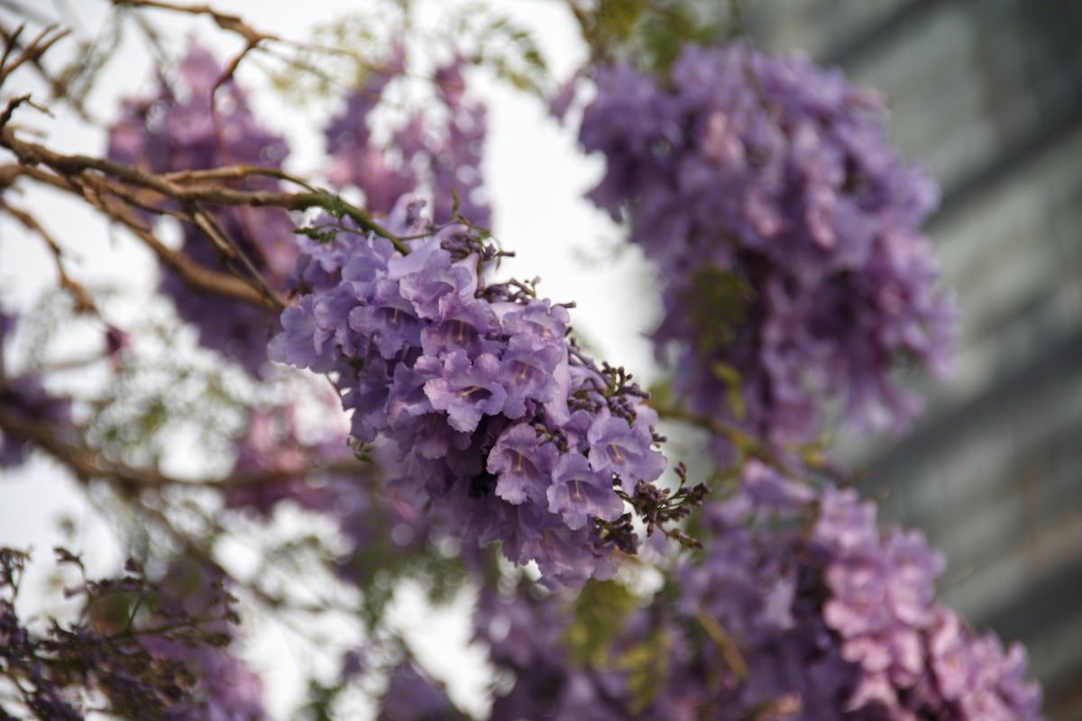 La jacaranda, una argentina bien integrada | Crónica
