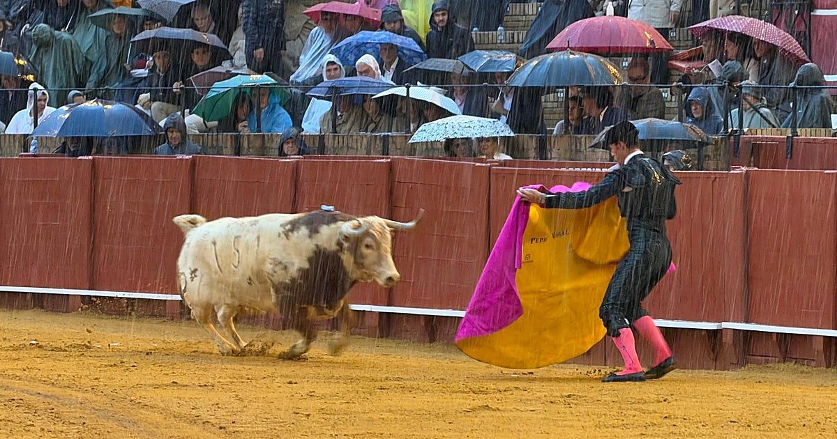 La oreja que se llevó la lluvia...